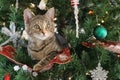 Christmas Cat Royalty Free Stock Photo