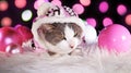 Christmas cat animal xmas animals cats cute pink decor