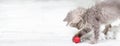 Christmas cat banner. A small gray kitten plays in the snow with a red ball. With place for text copy space. Royalty Free Stock Photo