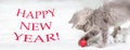 Christmas cat banner. A small gray kitten plays in the snow with a red ball. With text Happy New Year. Royalty Free Stock Photo