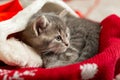 Christmas Cat. Beautiful little tabby sleeping kitten, kitty, cat in red Santa Claus hat near Christmas gift boxes and chrismas Royalty Free Stock Photo