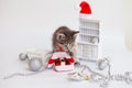 Christmas cat. Christmas animals on the background of Christmas tree toys Royalty Free Stock Photo