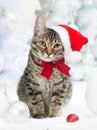 Christmas cat Royalty Free Stock Photo