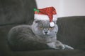 Christmas cat in the christmas hat