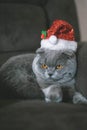 Christmas cat in the christmas hat