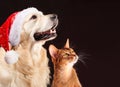 Christmas cat and dog, abyssinian kitten , golden retriever looks at right Royalty Free Stock Photo