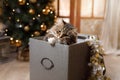 Christmas cat by the fireplace at home. Cute striped pet on holiday