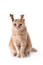 Christmas cat. Funny kitten wearing deer horns isolated on white background. Cute Christmas greeting card with a cat Royalty Free Stock Photo