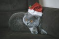 Christmas cat in the christmas hat