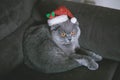 Christmas cat in the christmas hat