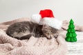 Christmas cat kitten in santa claus hat sleeping near Christmas tree miniature. New Year gray tabby kitten cat sleeping on pink Royalty Free Stock Photo