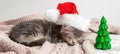 Christmas cat kitten in santa claus hat sleeping near Christmas tree miniature. New Year gray tabby kitten cat sleeping on pink Royalty Free Stock Photo