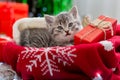 Christmas cat lies with gift under New Year tree. Animal kitten with gift box for Christmas on ugly christmas sweater in home