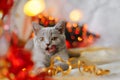 Christmas cat. Little curious funny grey kitten plays with Christmas lights and toys on festive background. Cute pets Royalty Free Stock Photo