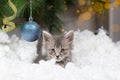 Christmas cat looking at the camera. A small gray kitten plays in the snow with a blue ball. With space for text copy Royalty Free Stock Photo