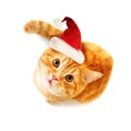 Christmas Cat Looking Up on White Background Royalty Free Stock Photo