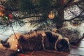 Christmas cat is lying under the tree. Royalty Free Stock Photo