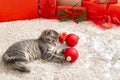 Christmas cat play with red balls. Beautiful little tabby kitten, kitty, cat near Christmas gift boxes, decorations, chrismas Royalty Free Stock Photo