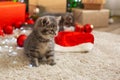 Christmas cat play with red balls. Beautiful little tabby kitten near Christmas gift boxes, decorations at home. Happy New Year Royalty Free Stock Photo