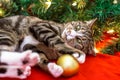 Christmas cat Royalty Free Stock Photo