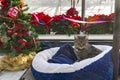Christmas cat in poinsettia greenhouse. Royalty Free Stock Photo