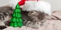 Christmas cat portrait, kitten in santa claus hat sleeping near Christmas tree miniature. New Year gray tabby kitten cat sleeping Royalty Free Stock Photo