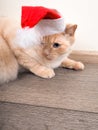 christmas cat in red Santa Claus hat, the concept of Christmas Royalty Free Stock Photo