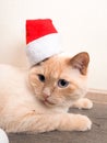 christmas cat in red Santa Claus hat, the concept of Christmas Royalty Free Stock Photo