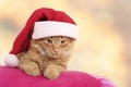 Christmas cat relax on pillow Royalty Free Stock Photo