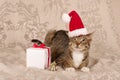 Christmas cat santa claus cap Royalty Free Stock Photo