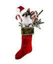 Christmas Cat Stocking Royalty Free Stock Photo