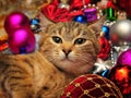 Christmas cat