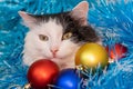 Christmas cat. Tinsel. New year background. Beautiful black and white cat. balls blue, red, gold Royalty Free Stock Photo