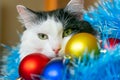 Christmas cat. Tinsel. New year background. Beautiful black and white cat. balls blue, red, gold Royalty Free Stock Photo