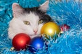 Christmas cat. Tinsel. New year background. Beautiful black and white cat. balls blue, red, gold Royalty Free Stock Photo