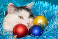 Christmas cat. Tinsel. New year background. Beautiful black and white cat. balls blue, red, gold Royalty Free Stock Photo