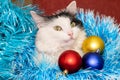 Christmas cat. Tinsel. New year background. Beautiful black and white cat. balls blue, red, gold Royalty Free Stock Photo