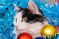 Christmas cat. Tinsel. New year background. Beautiful black and white cat. balls blue, red, gold Royalty Free Stock Photo