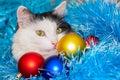 Christmas cat. Tinsel. New year background Royalty Free Stock Photo