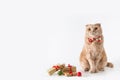 Christmas cat wearing a bow tie on white background with Christmas presents. Copy space. Christmas sale banner, greeting card, Royalty Free Stock Photo