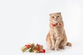 Christmas cat wearing a bow tie on white background with Christmas presents. Copy space. Christmas sale banner, greeting card, Royalty Free Stock Photo