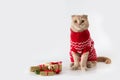 Christmas cat wearing a red knitted sweater sitting on white background with Christmas presents. Copy space. Christmas sale banner Royalty Free Stock Photo