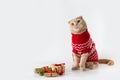 Christmas cat wearing a red knitted sweater sitting on white background with Christmas presents. Copy space. Christmas sale banner Royalty Free Stock Photo