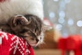 Christmas cat wearing Santa Claus hat sleeping on plaid under christmas tree with blurry festive decor. Adorable little tabby Royalty Free Stock Photo