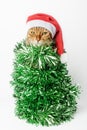 Christmas cat wearing a santa hat and wrapped in green ribbon, tinsel or garland Royalty Free Stock Photo