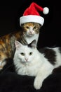 Cats with Santa cap Royalty Free Stock Photo