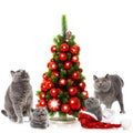 Christmas cats Royalty Free Stock Photo