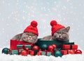 Christmas cats in gift boxes. Two cats in red hats with Christmas decorations on snowy winter background. New Year greeting card. Royalty Free Stock Photo