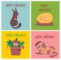 Christmas cats, Merry Christmas illustration of cute cats with accessories like a knited hat, sweater Royalty Free Stock Photo