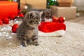 Christmas cats play with red balls, lights. Beautiful little tabby kittens, kitty, cat near Christmas gift boxes, decorations, Royalty Free Stock Photo